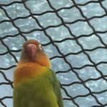 多啦M