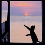 一只猫的自述