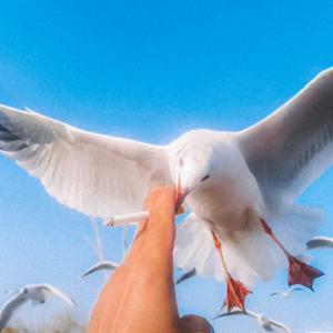 Sea01.世界就是个巨大的苔班子