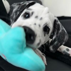podcaster-avatar