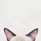 猫咪爱吃樱桃