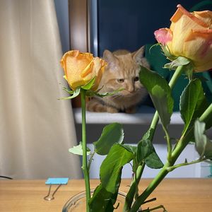 啊怎么那么难听的名字啊