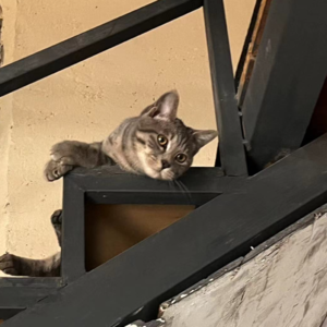 歌不鸽 | 4.4世界流浪动物纪念日特别节目