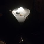 no小狗不需要上班