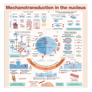 743-Mechanotransduction in the Nucleus