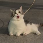 iPhone守己传人