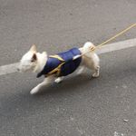 麻辣腰果