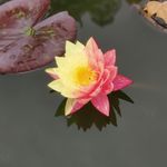 答案在风中飘呀飘