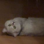 大吃一口北极熊