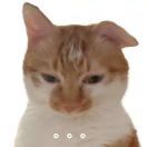 张喂猫