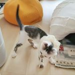 Maomao锚锚