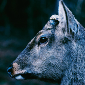 the book about my idle plot on a vague anxiety by Toe