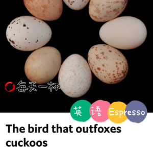 【86】比杜鹃还精明的鸟