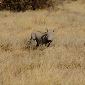 E19：走，去肯尼亚看动物！攻略和避坑指南！