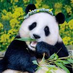 粗盐酱