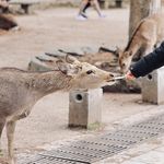 把非特