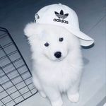 忧郁豚鼠
