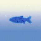blue_pfQD