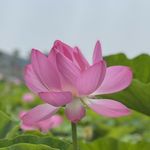 办事处去油状元