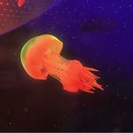 乌龟潜水不喝汤