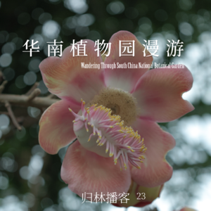 Vol.23｜漫游华南植物园，看见植物多样的生存之道
