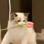 原来的账号去哪里了