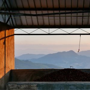 Vol.03 有点专业之和YSCC的阿奇一起聊聊云南咖啡（下）