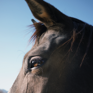 和三位骑马人聊天🐎马画、马术、人马情