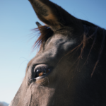 和三位骑马人聊天🐎马画、马术、人马情