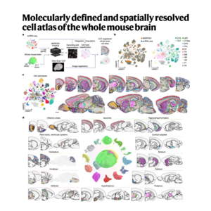 072-Spatially resolved cell atlas of the whole mouse brain