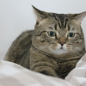 条条是只猫读书频道