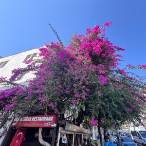 第三天 卡什 探访卡什海边小镇