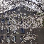 芝麻味苏打饼干