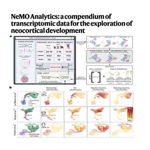 1299-Transcriptomic Landscape of Neocortical Development