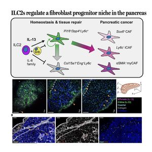 1476-ILC2 Regulates Pancreatic Fibroblast Progenitor Niches