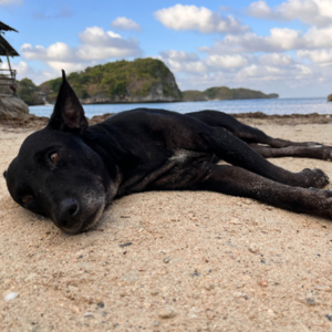 众生皆苦中作乐