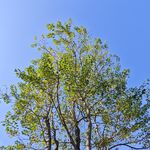 风来似一片绿色的海