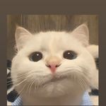 小白不是go