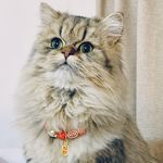 头猫