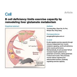911-B Cells Regulate Exercise Capacity