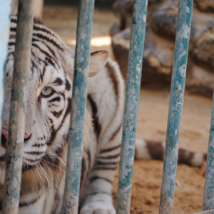 随身英语|动物园应该存在吗?