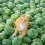 吃瓜的猫