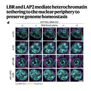 978-LBR & LAP2: for Peripheral Heterochromatin Anchoring