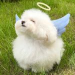 把自己吃得圆乎乎