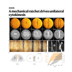 409-A mechanical ratchet drives unilateral cytokinesis