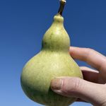 活力满满的橙子