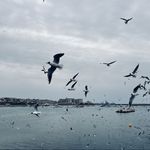 海边的曼彻斯特_kk