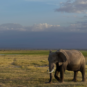 第1期：老娘不干了！