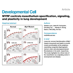489-MYRF: Regulator of Lung Mesothelium Fate and Plasticity