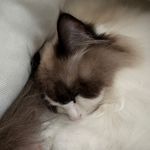 埋埋是只妈宝猫